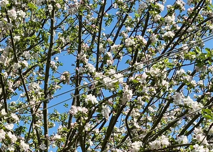 Blaues Haus Apartment